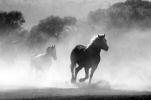 where to find western australia’s secret wildlife encounters